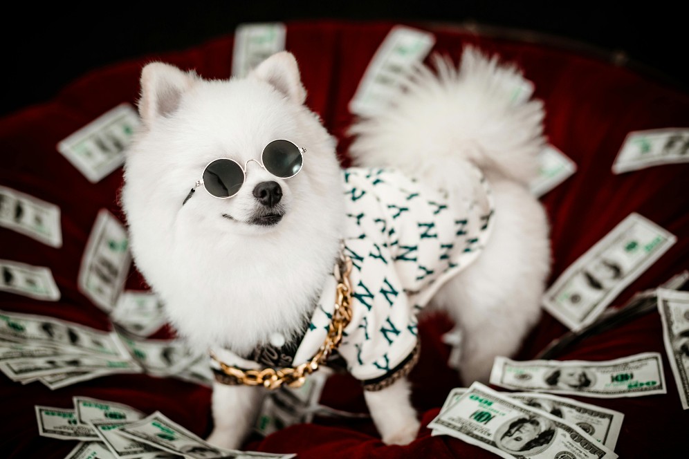 Pet care business owner calculating effective rate earned and comparing actual revenue with published service prices